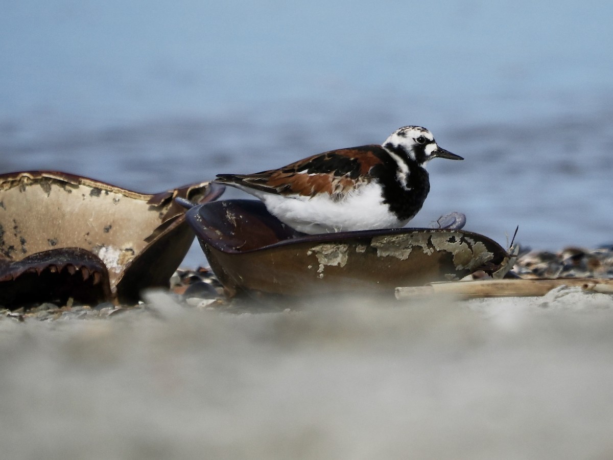 Ruddy Turnstone - ML618458739