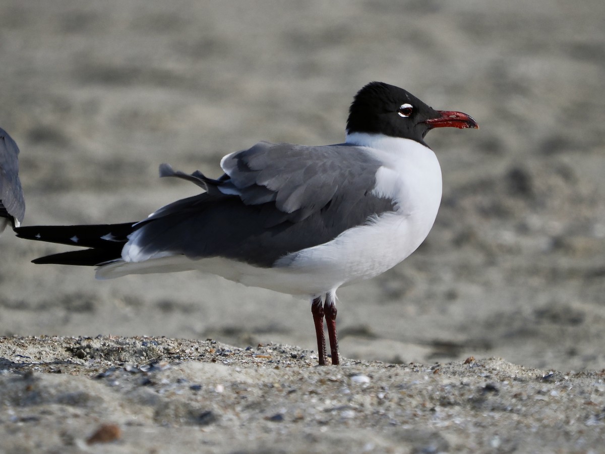 Mouette atricille - ML618458753