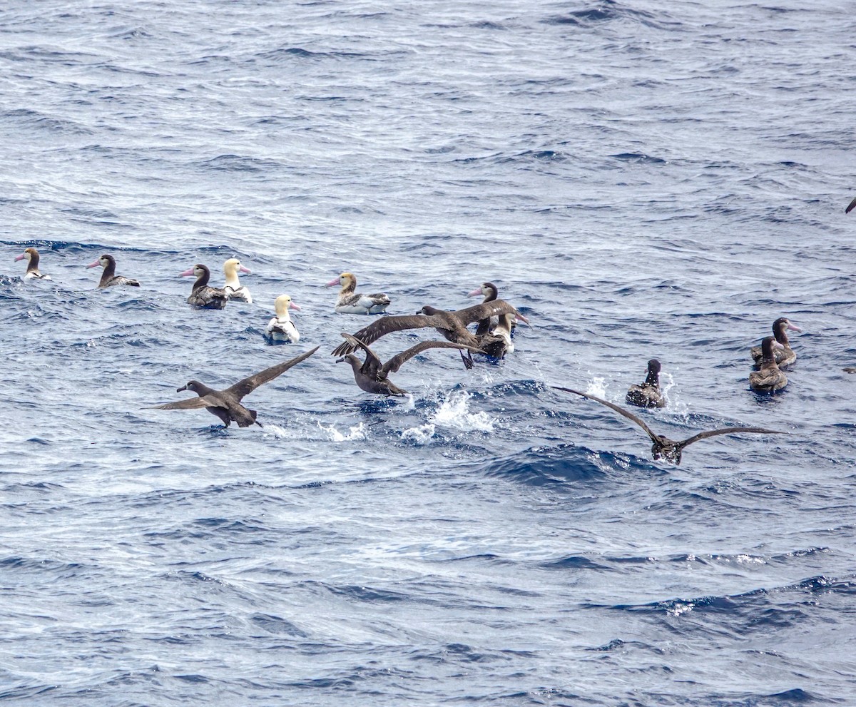 Short-tailed Albatross - Scott Terrill