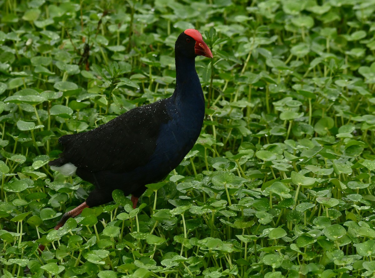 Australasian Swamphen - ML618458920