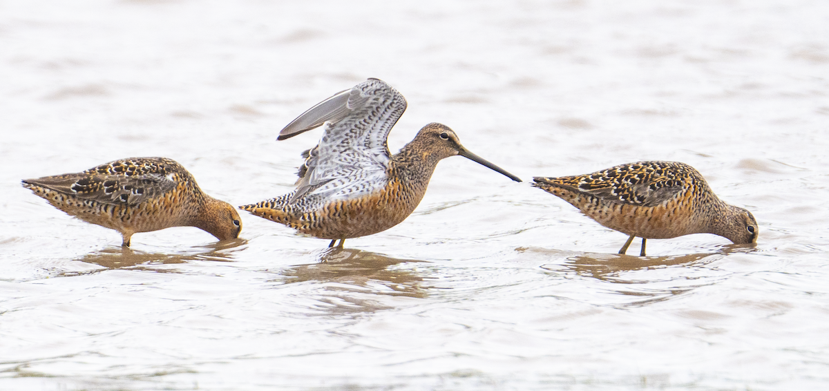 Long-billed Dowitcher - ML618458926