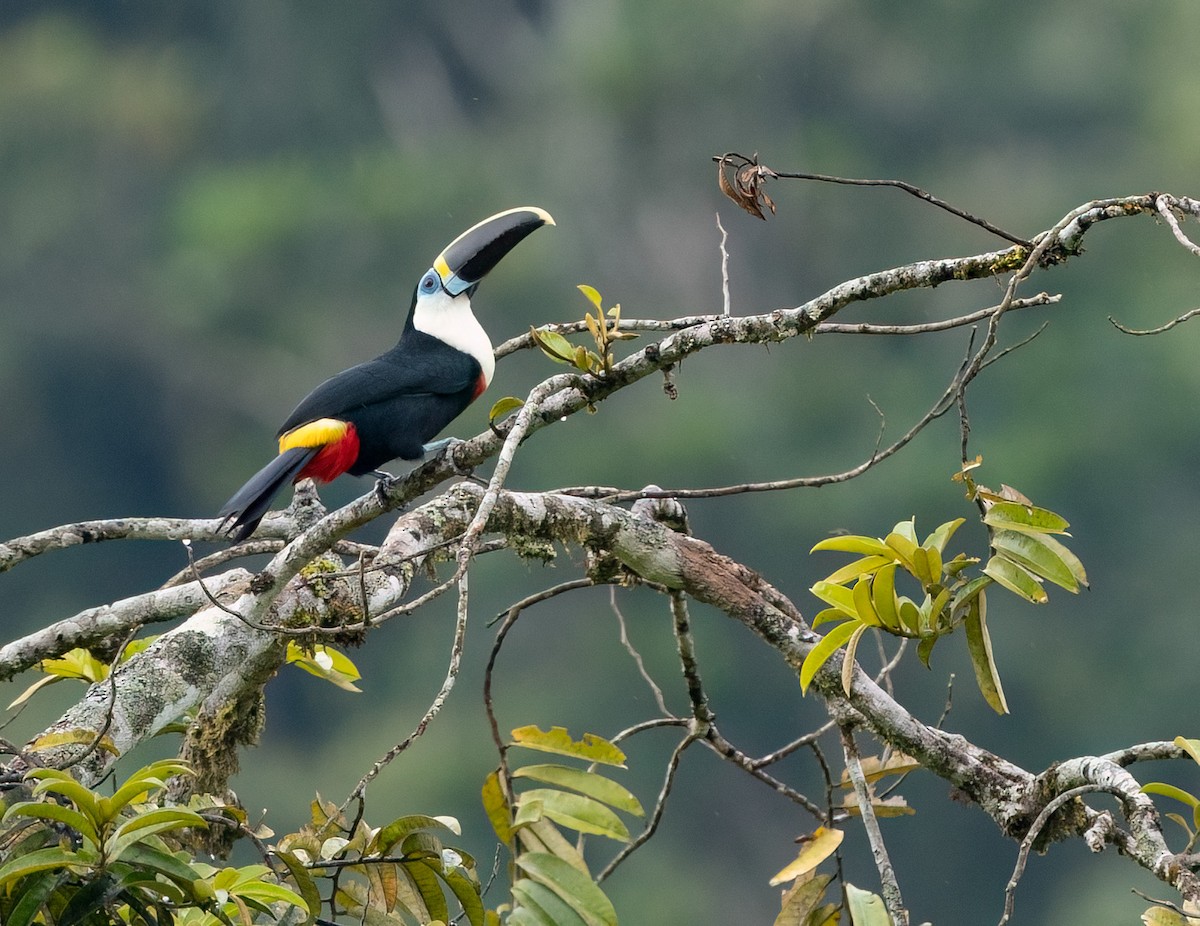 Toucan vitellin - ML618458933