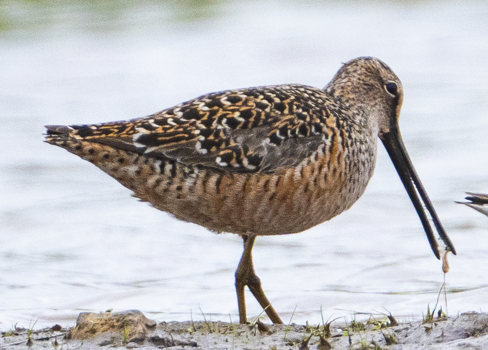 Long-billed Dowitcher - ML618458938