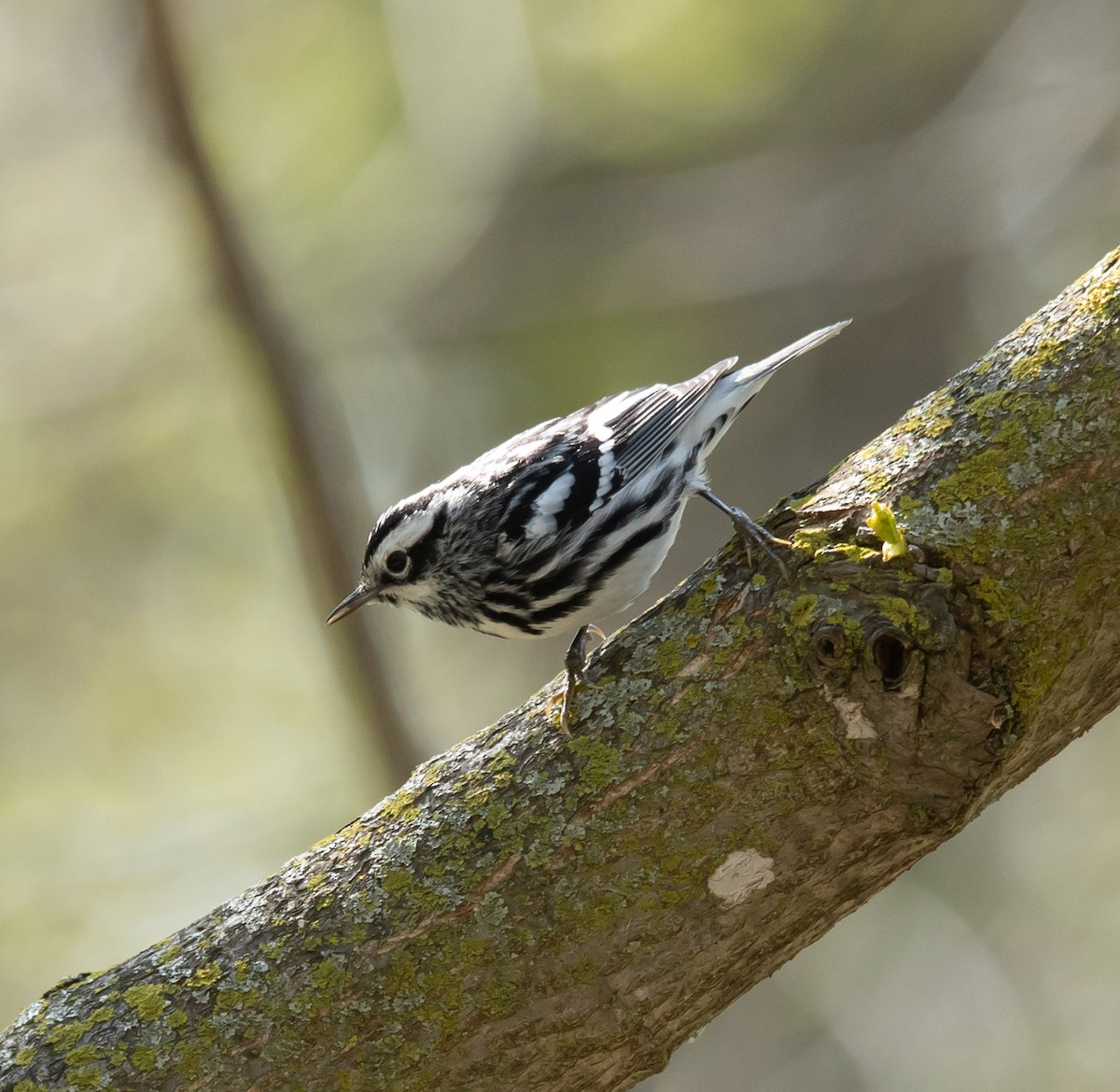 Black-and-white Warbler - Hin Ki  & Queenie  Pong