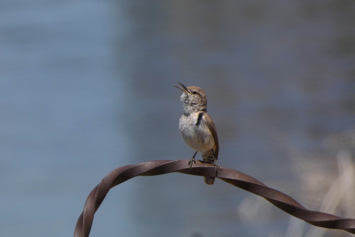 Rock Wren - Jonathan Bookman