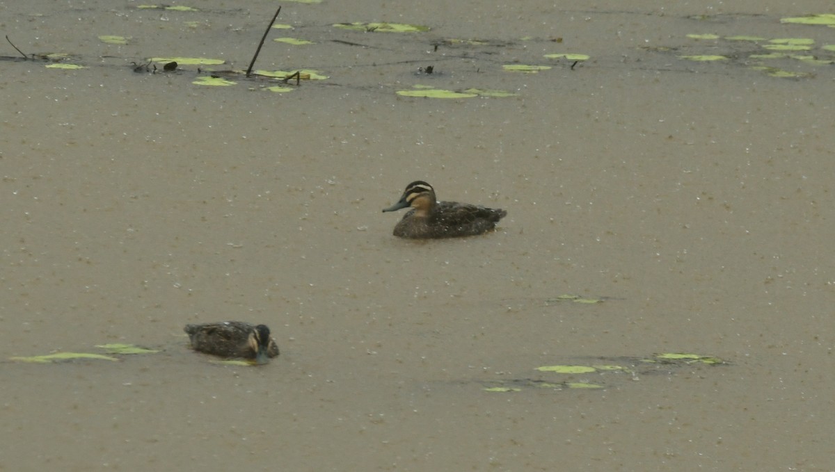 Pacific Black Duck - ML618458996