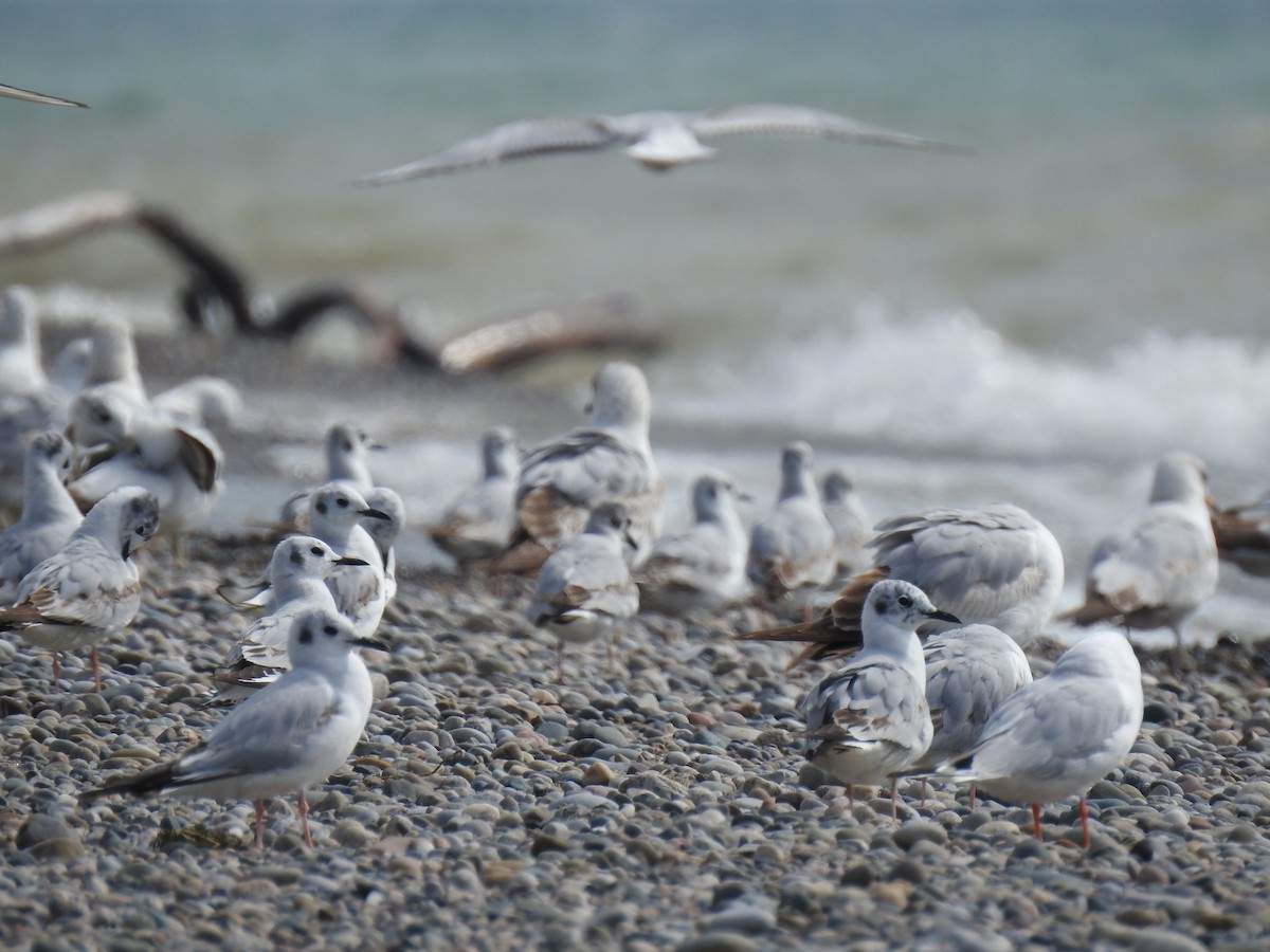 Bonaparte's Gull - ML618459004