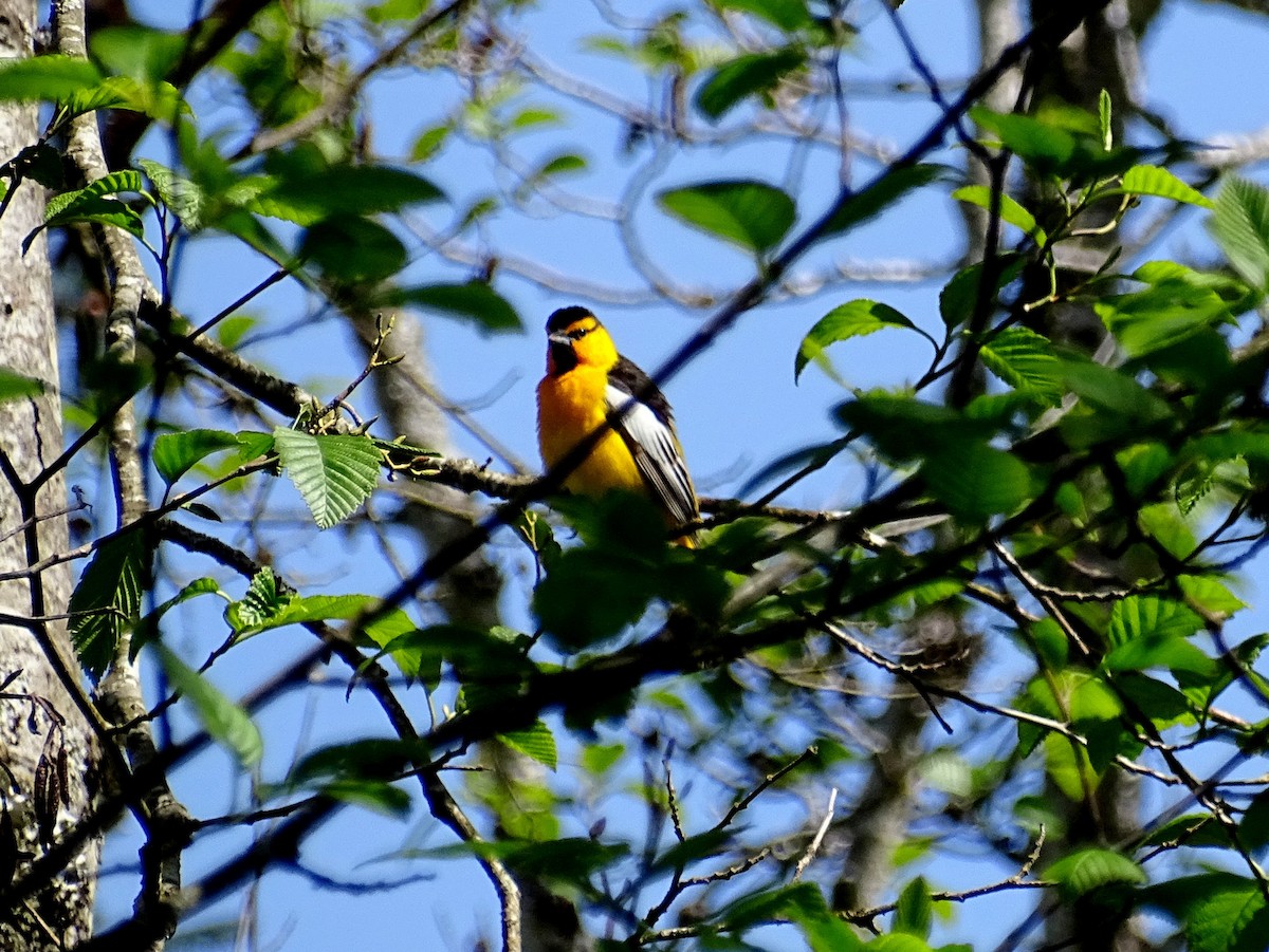 Bullock's Oriole - ML618459031