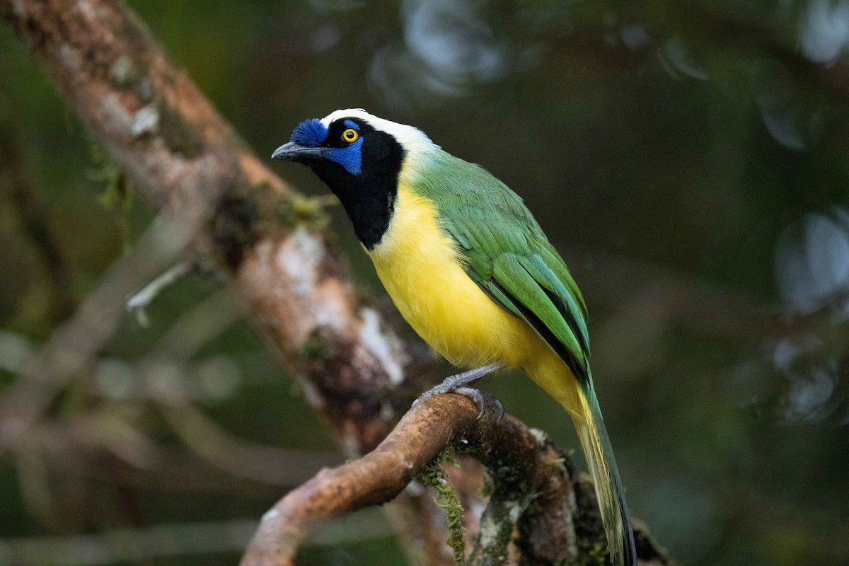 Green Jay - Ross Bartholomew