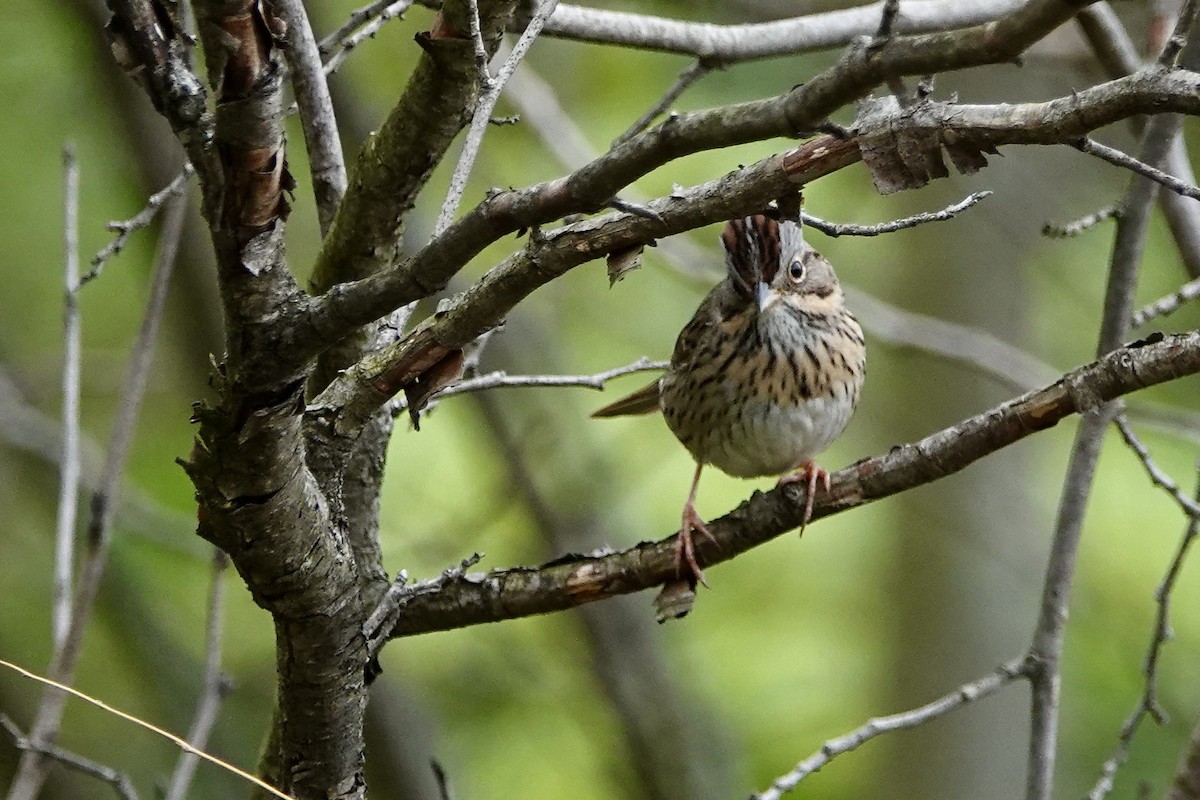 Lincoln's Sparrow - ML618459059