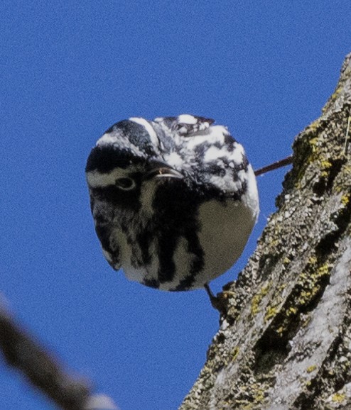 Black-and-white Warbler - Larry Hollar