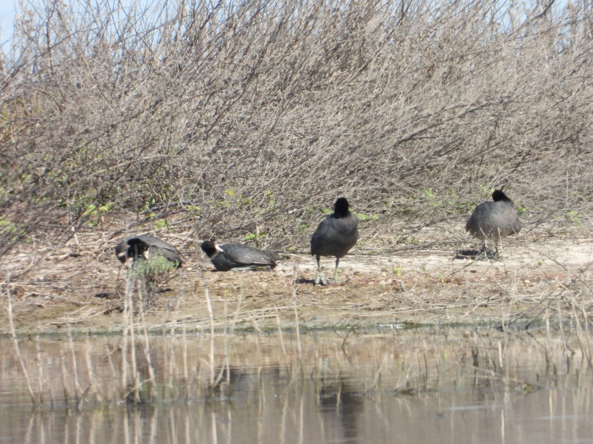 American Coot - Bill Holland