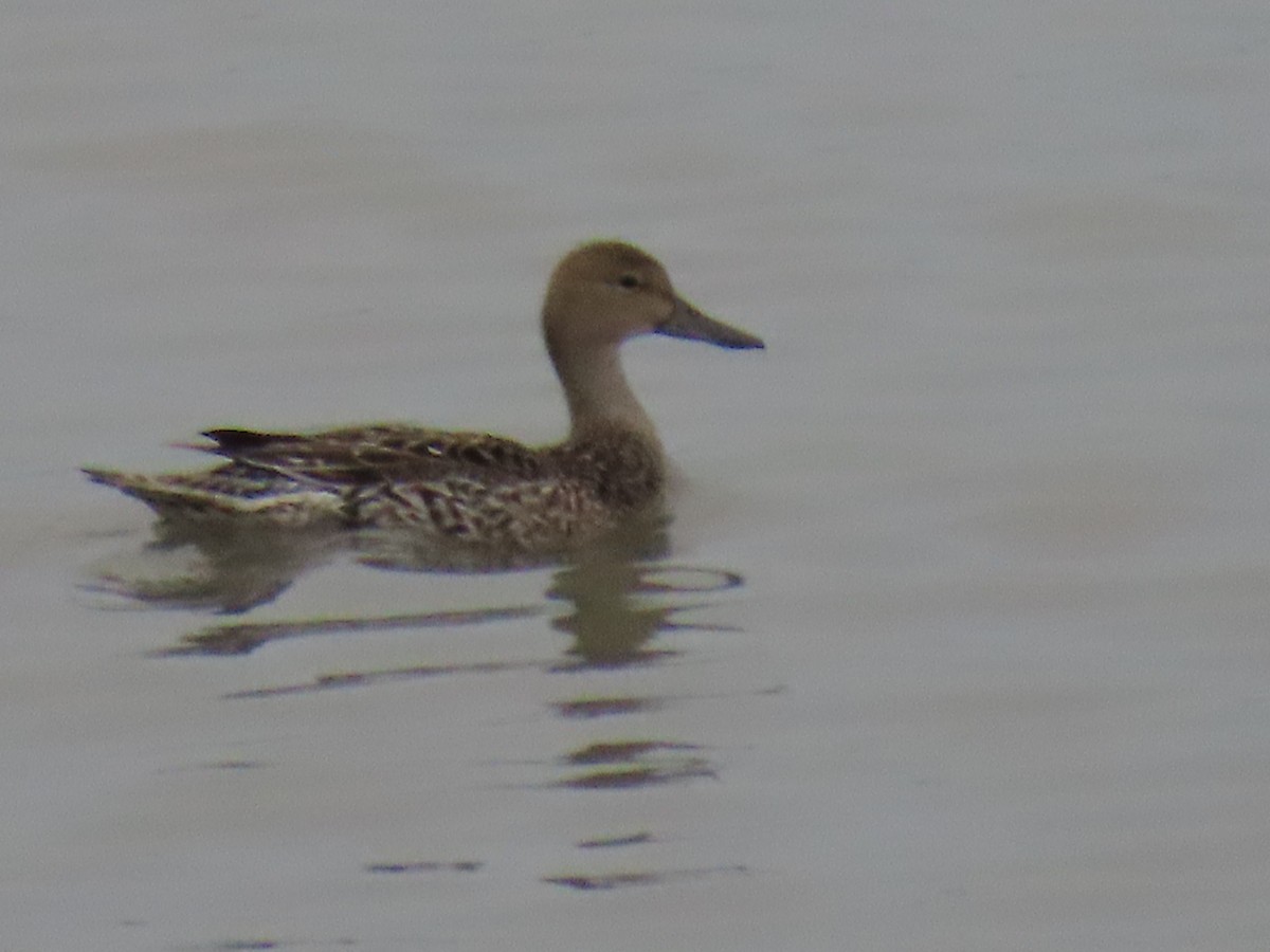 Northern Pintail - Laura Burke