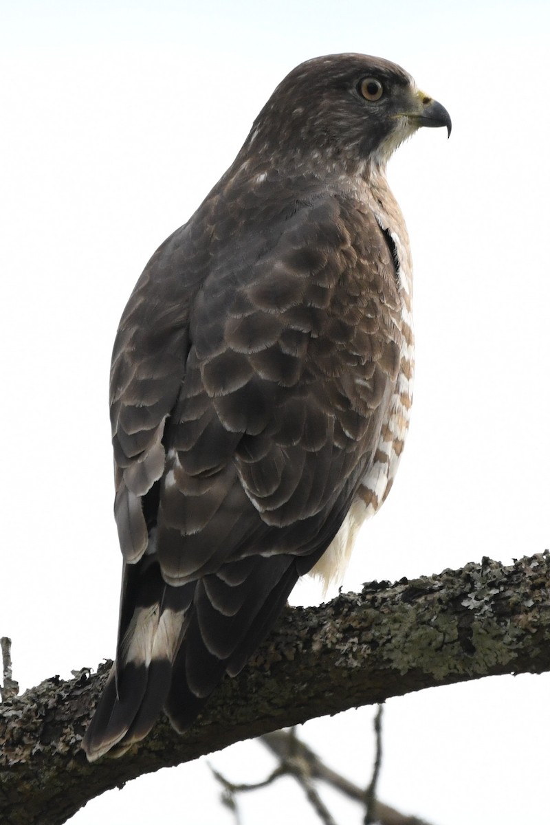 Breitflügelbussard - ML618459120