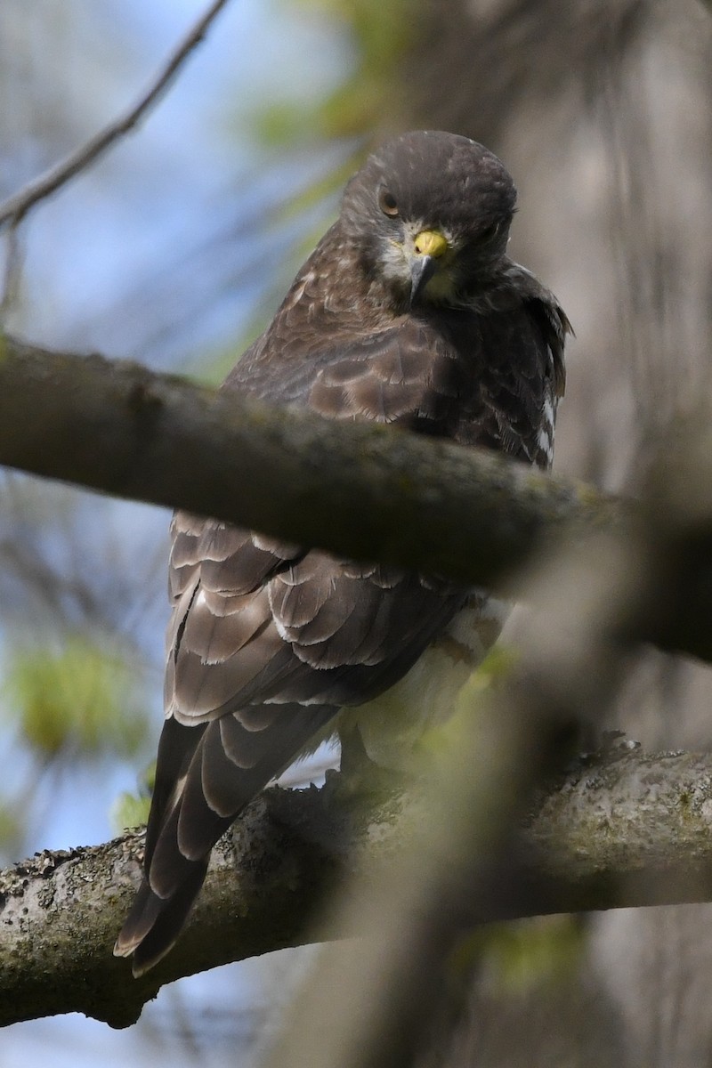 Broad-winged Hawk - ML618459121