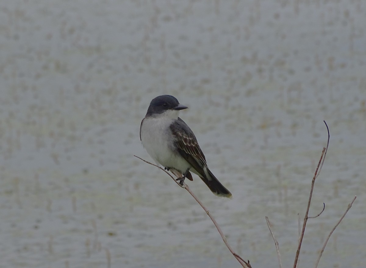 Eastern Kingbird - Su Snyder