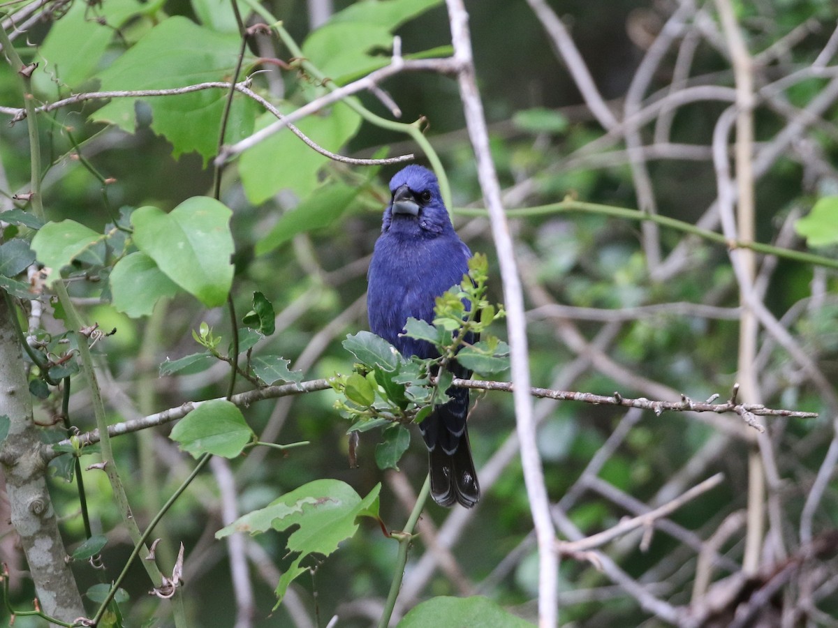 Blue Grosbeak - ML618459152