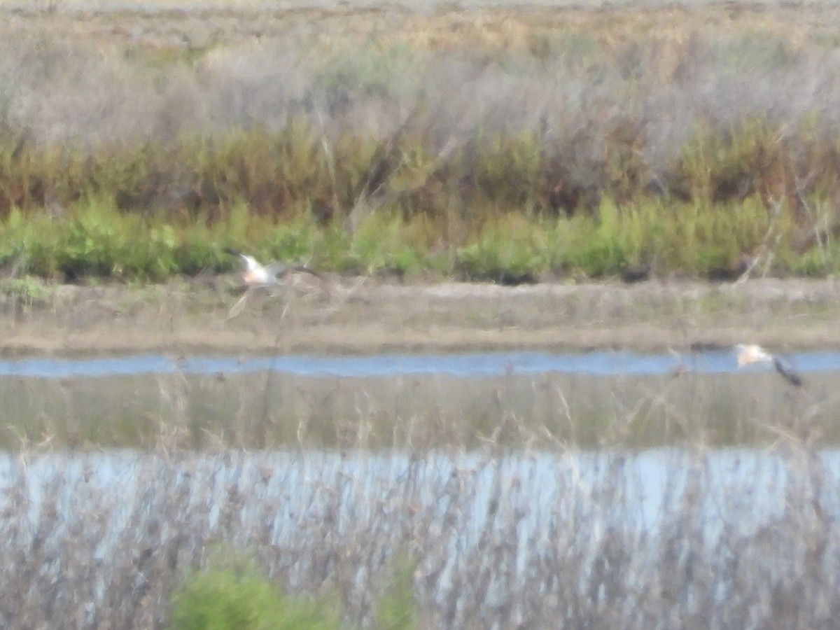 Avoceta Americana - ML618459156