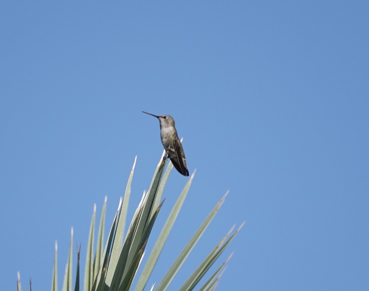 Anna's Hummingbird - Timothy Spahr