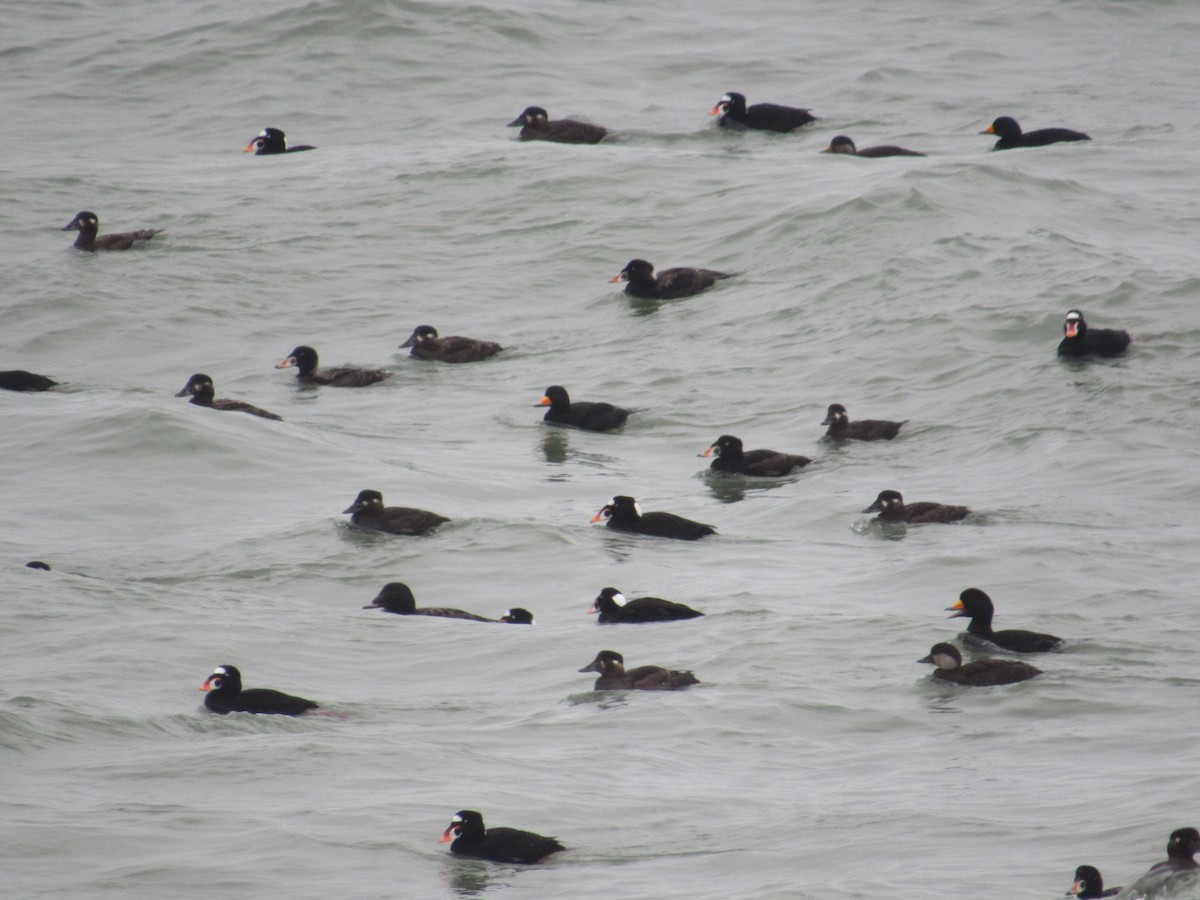 Surf Scoter - Caleb Helsel