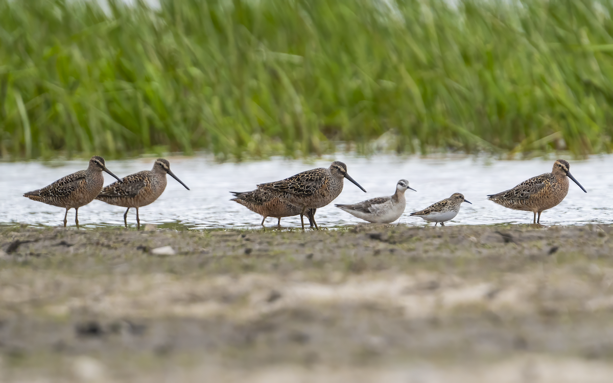 Long-billed Dowitcher - ML618459206