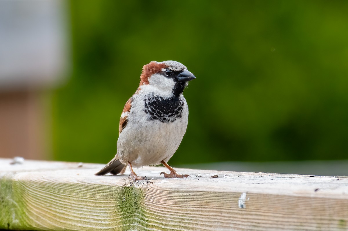 Moineau domestique - ML618459239