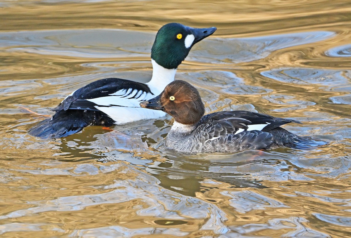 Common Goldeneye - Wayne Oakes