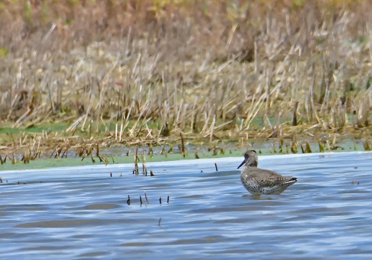 Common Redshank - ML618459254