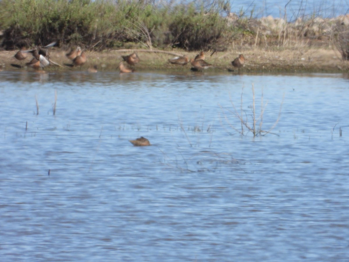 Long-billed Dowitcher - ML618459292