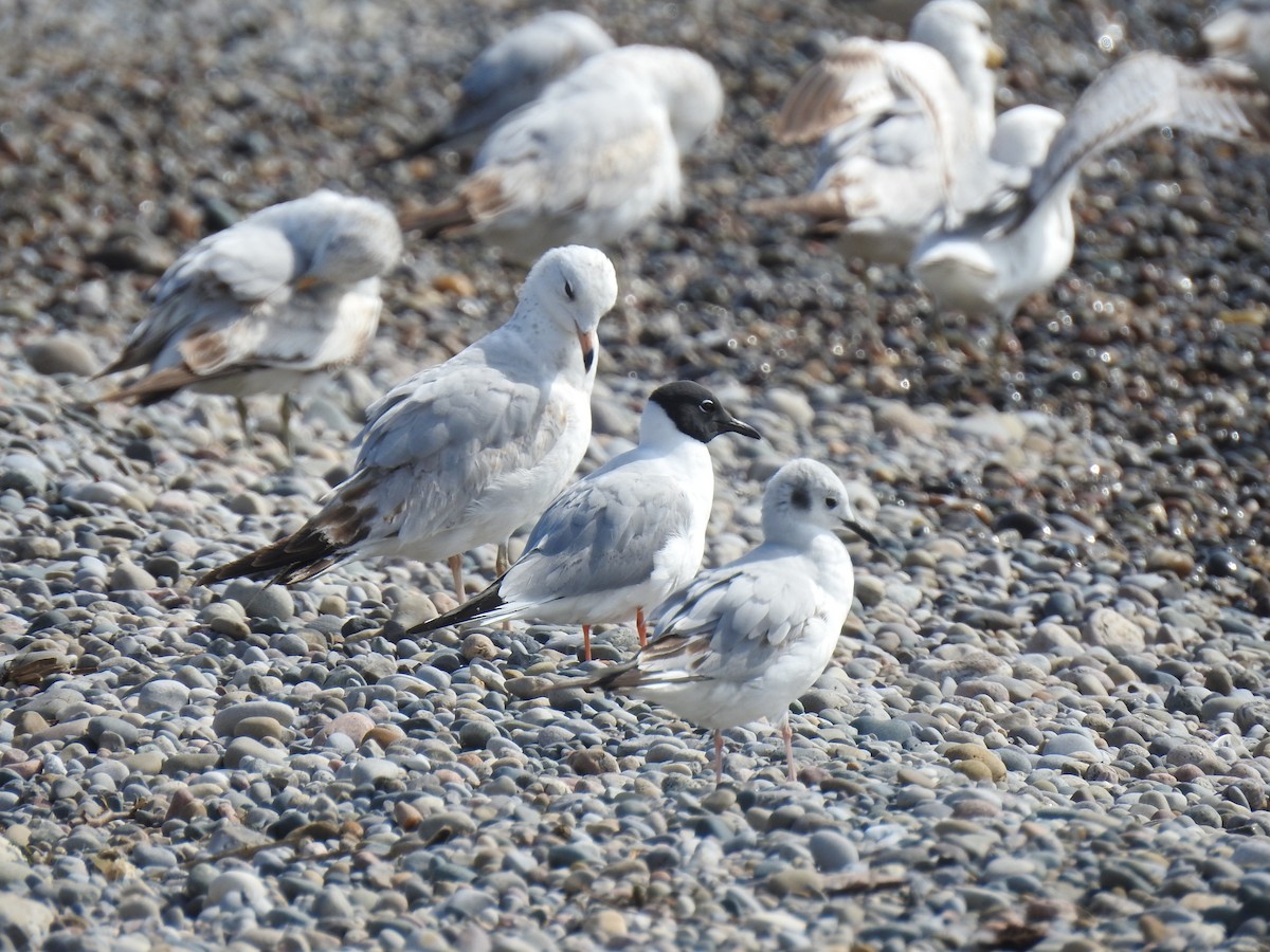 Bonaparte's Gull - ML618459295