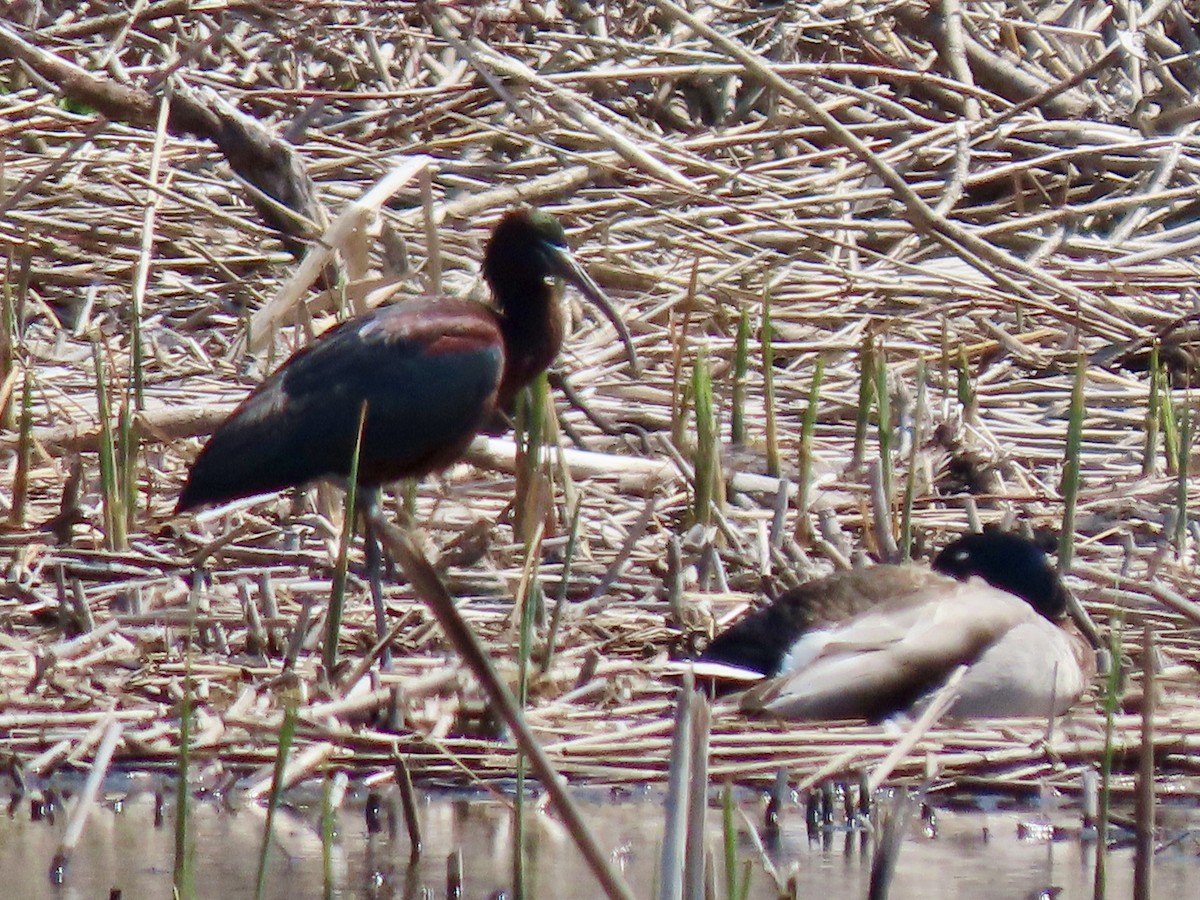 Glossy Ibis - Kathryn Mills