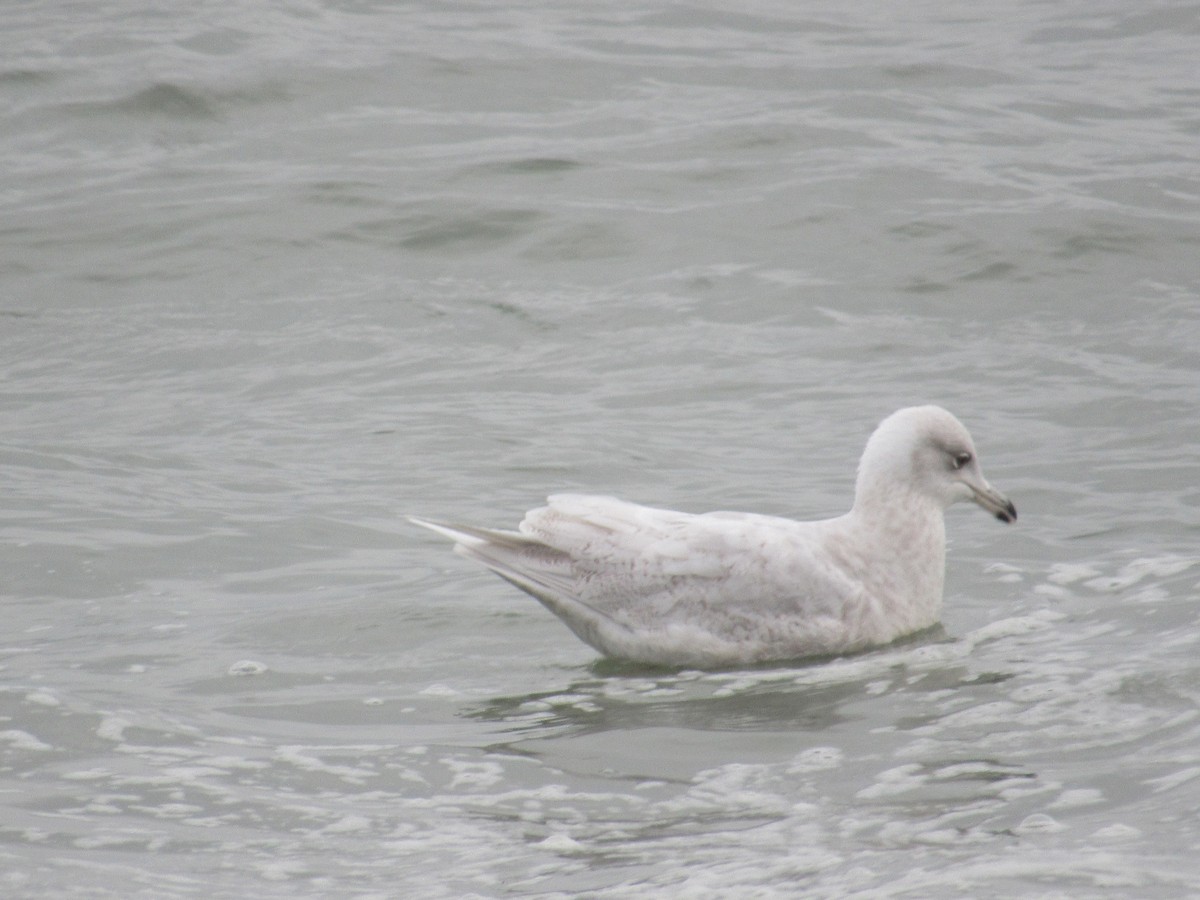 Gaviota Groenlandesa (kumlieni) - ML618459304