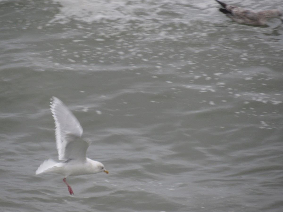 Gaviota Groenlandesa (kumlieni) - ML618459311