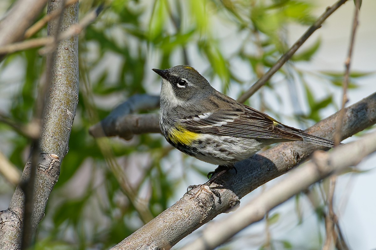 lesňáček žlutoskvrnný (ssp. coronata) - ML618459322