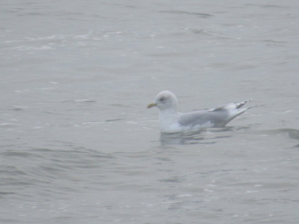 Gaviota Groenlandesa (kumlieni) - ML618459334