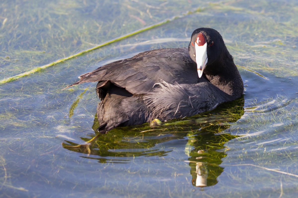 American Coot - ML618459363