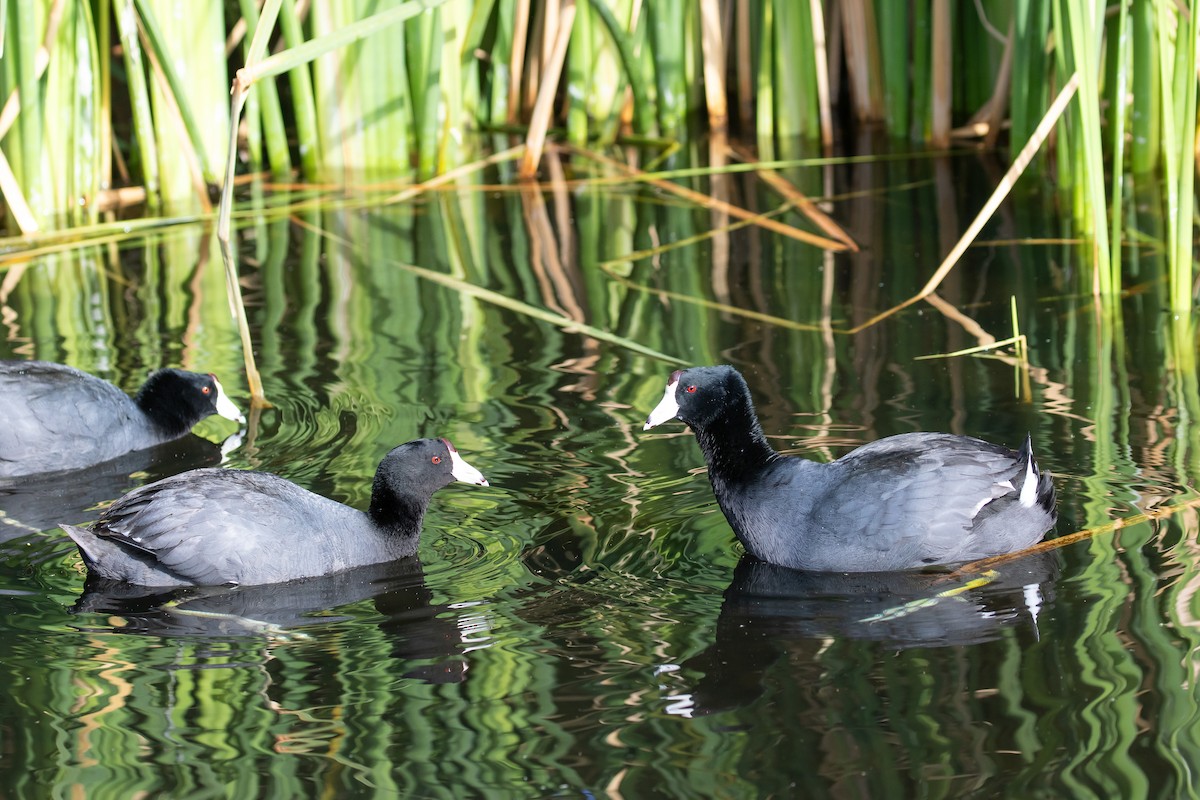 American Coot - ML618459365