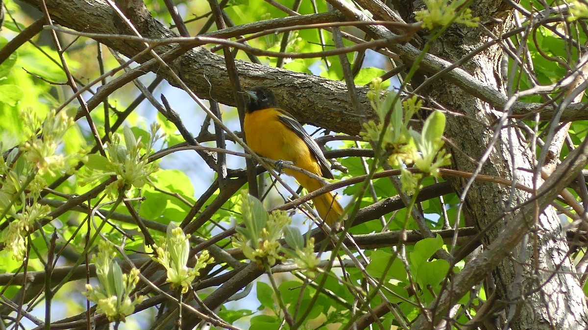 Baltimore Oriole - ML618459374