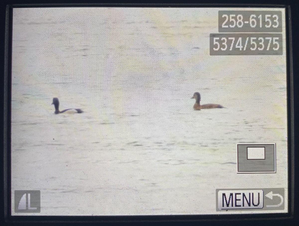 Ring-necked Duck - ML618459378