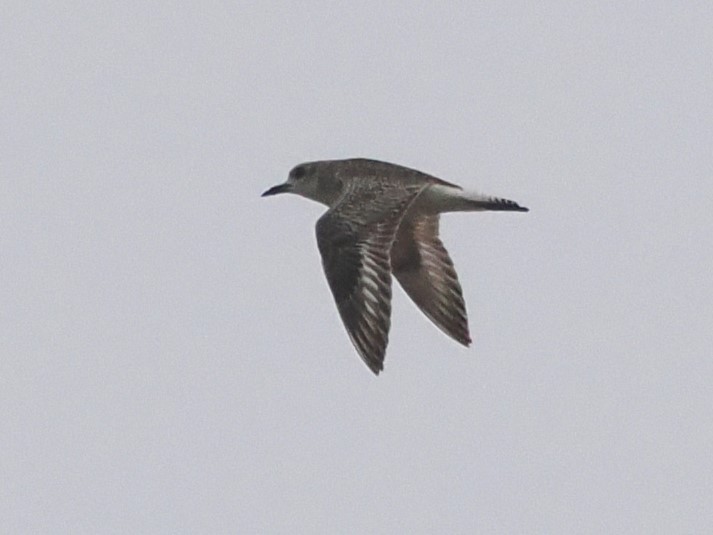 Black-bellied Plover - ML618459412