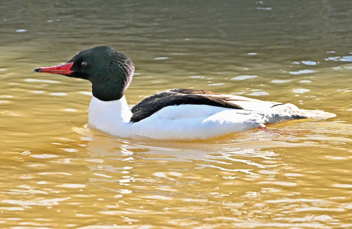 Common Merganser - Wayne Oakes