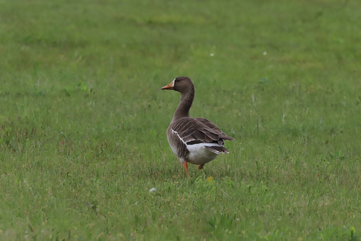 Greater White-fronted Goose - Susan Grantham