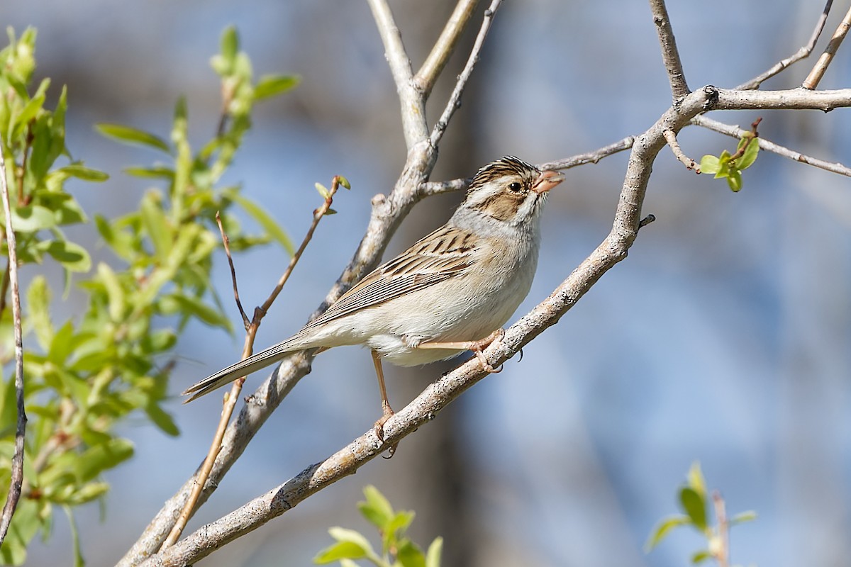 Clay-colored Sparrow - ML618459429