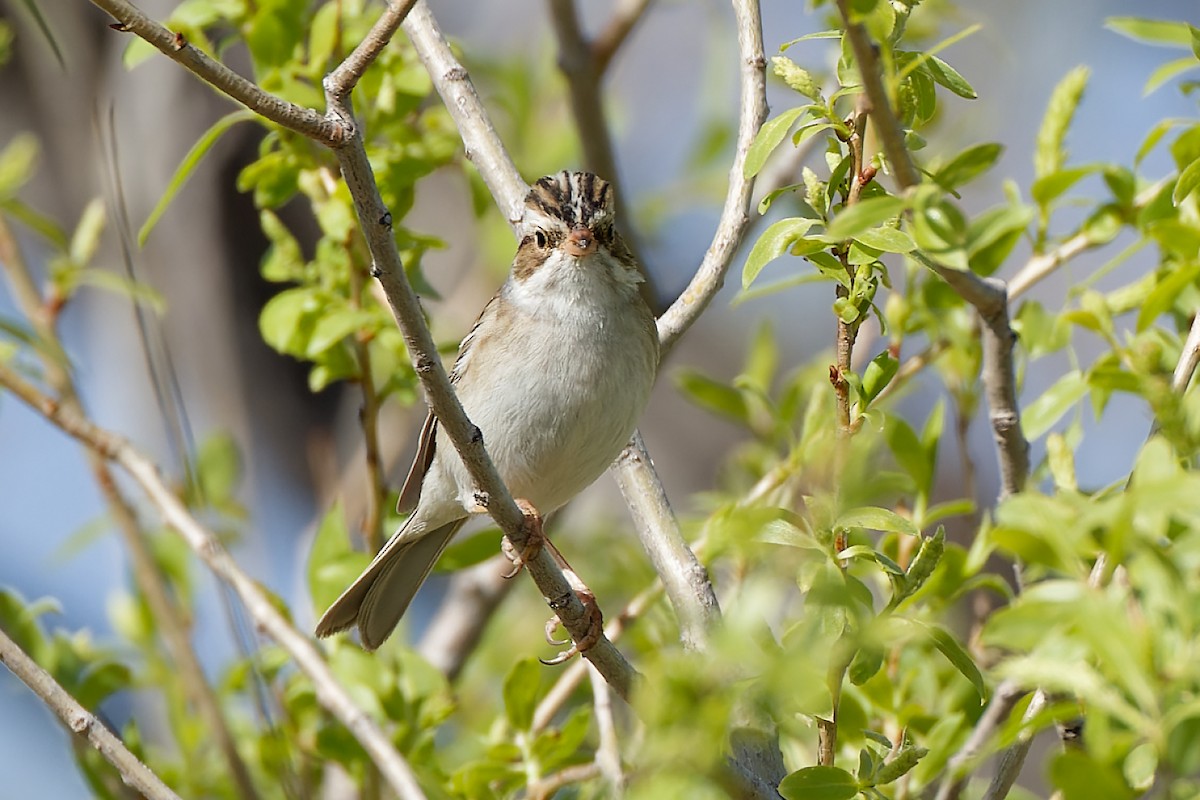 Clay-colored Sparrow - Pamela S