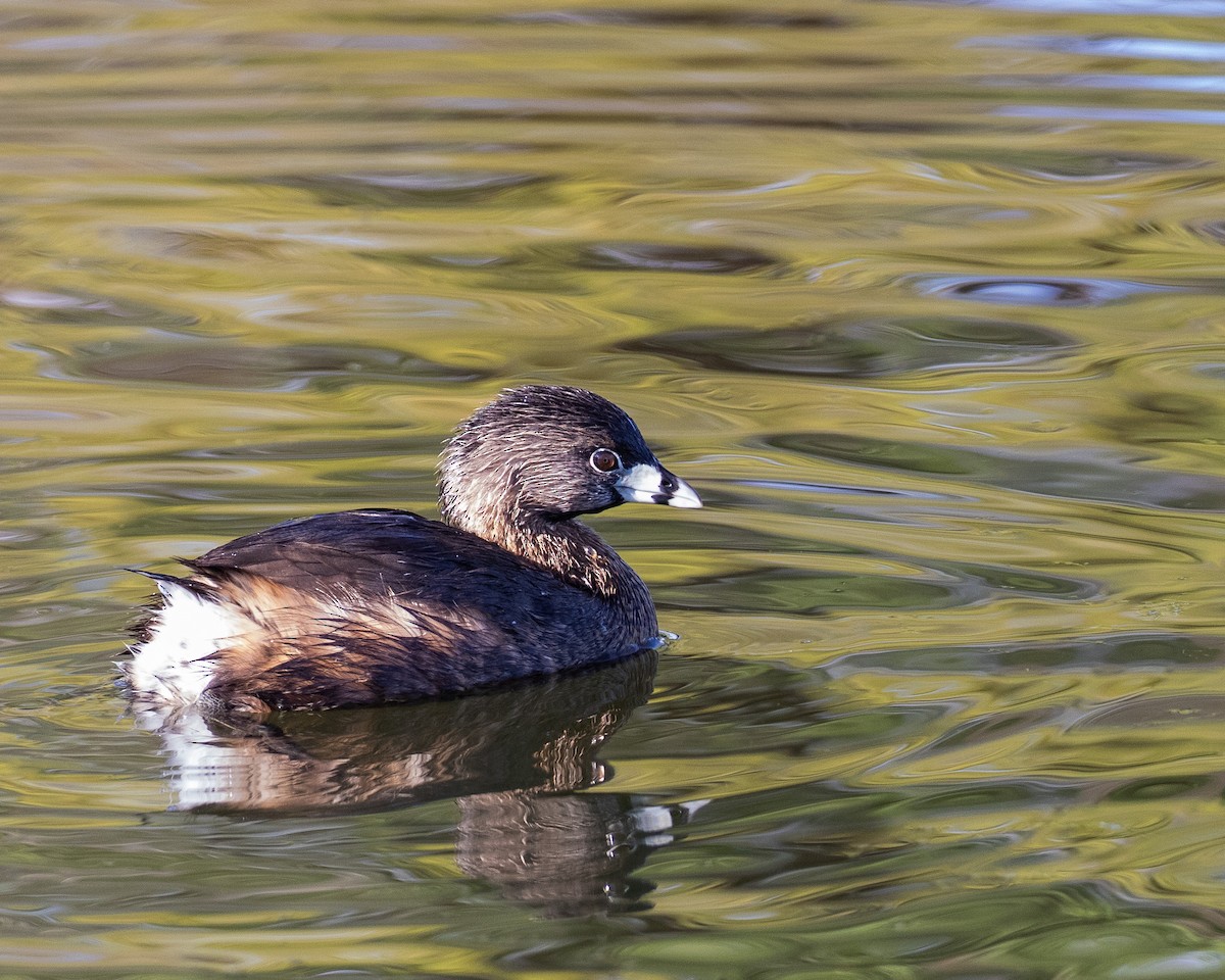 Pied-billed Grebe - J.B. Churchill