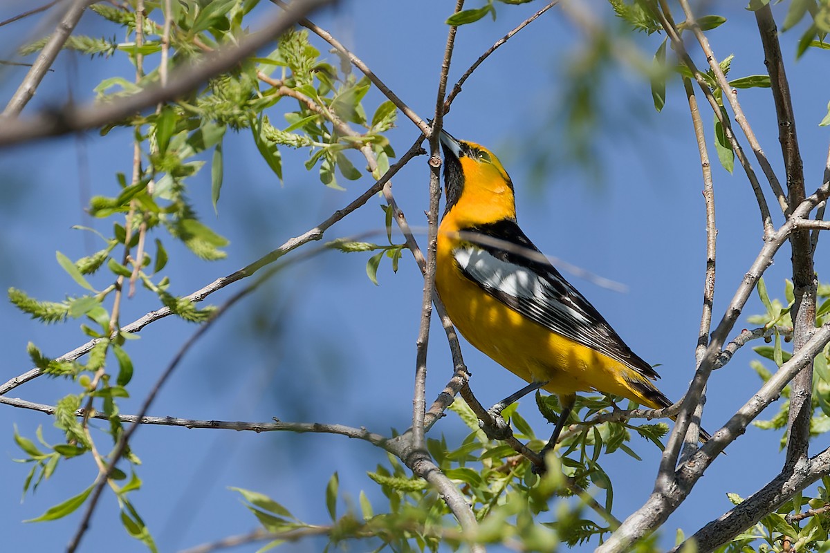 Bullock's Oriole - ML618459461