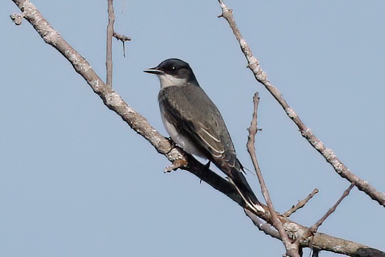 Eastern Kingbird - ML618459496