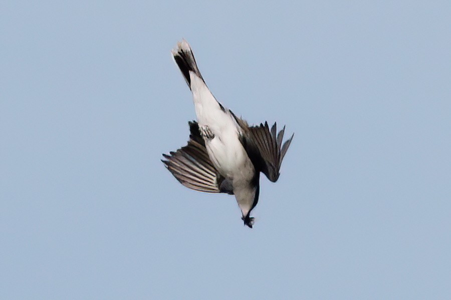 Eastern Kingbird - ML618459503