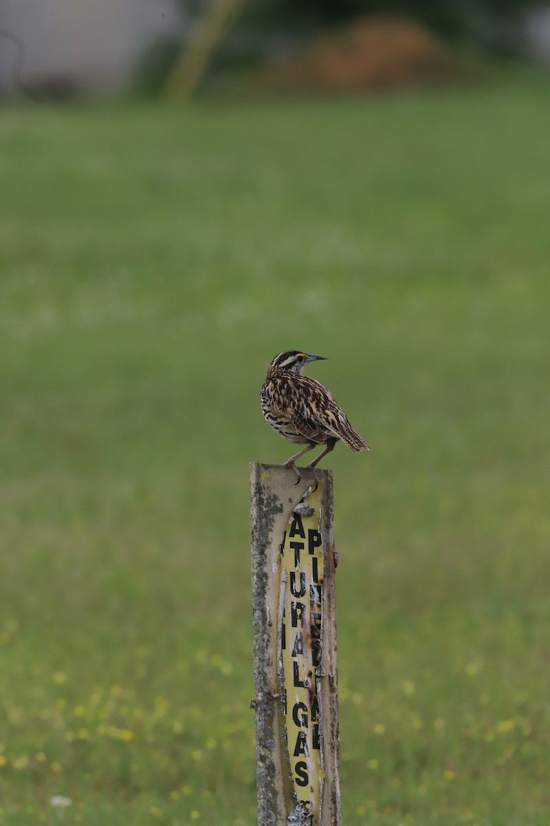 Eastern Meadowlark - ML618459540