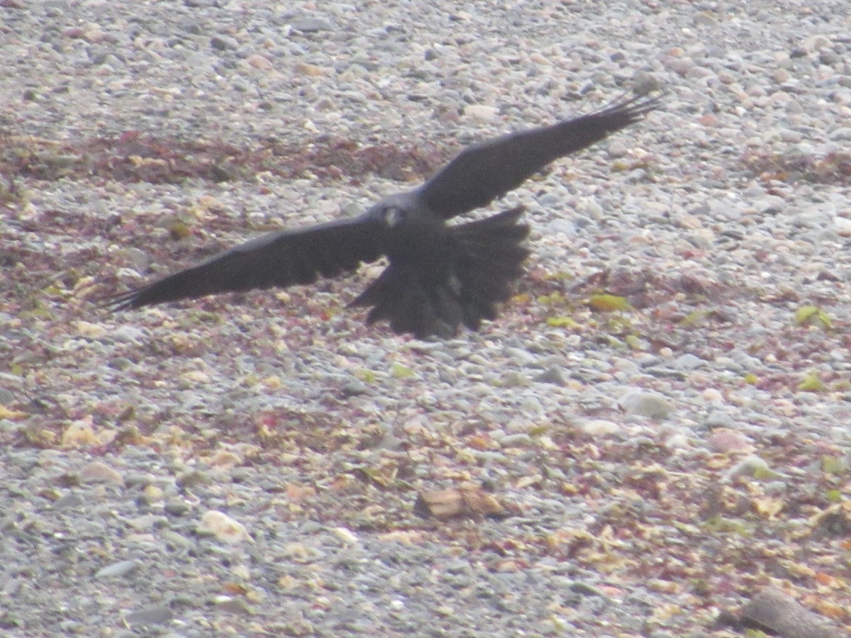 Common Raven - ML618459548